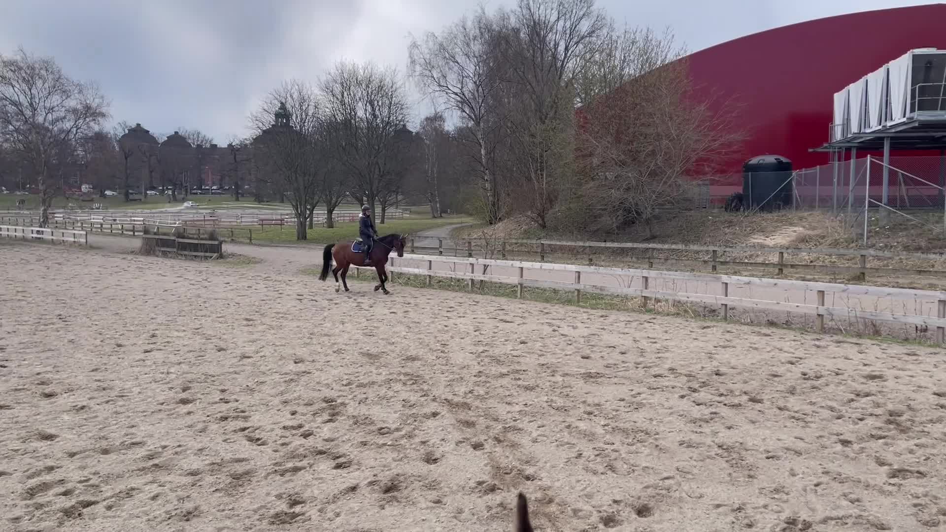 Allround hästar till salu: Trygg och rutinerad med lite nerv, drömhästen! - Video 2