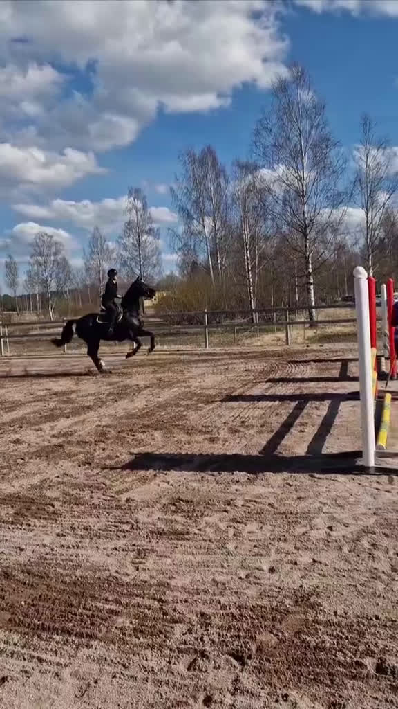 Allround hästar till salu: Vackert sto till ridning eller avel i Orsa - Video 2