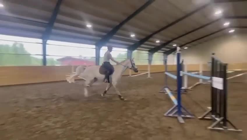 Hoppning hästar till salu: Vacker tävlingshäst med bra hoppteknik - Video 1
