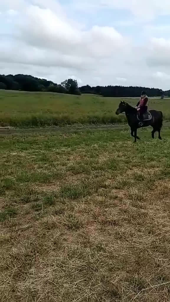 Allround hästar till salu: Läromästare, mor/dotter ponny - Video 1