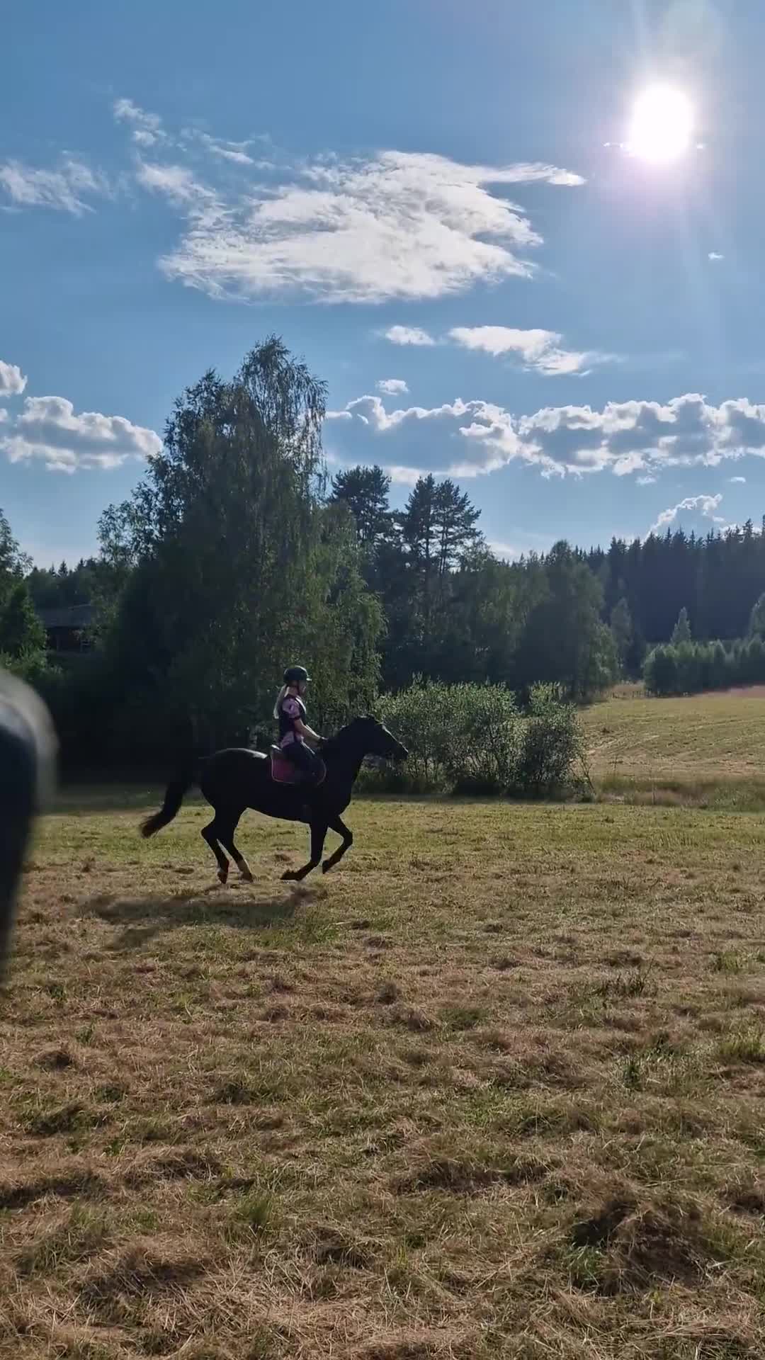 Allround hästar till salu: Fint sto med hög integritet i Torsby - Video 3