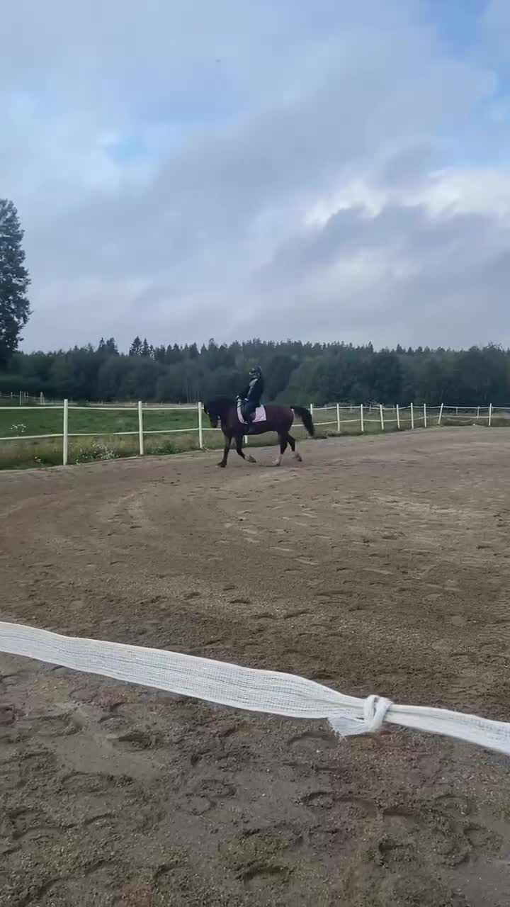Dressyr hästar till salu: Vacker D-ponny valack med kapacitet. - Video 3