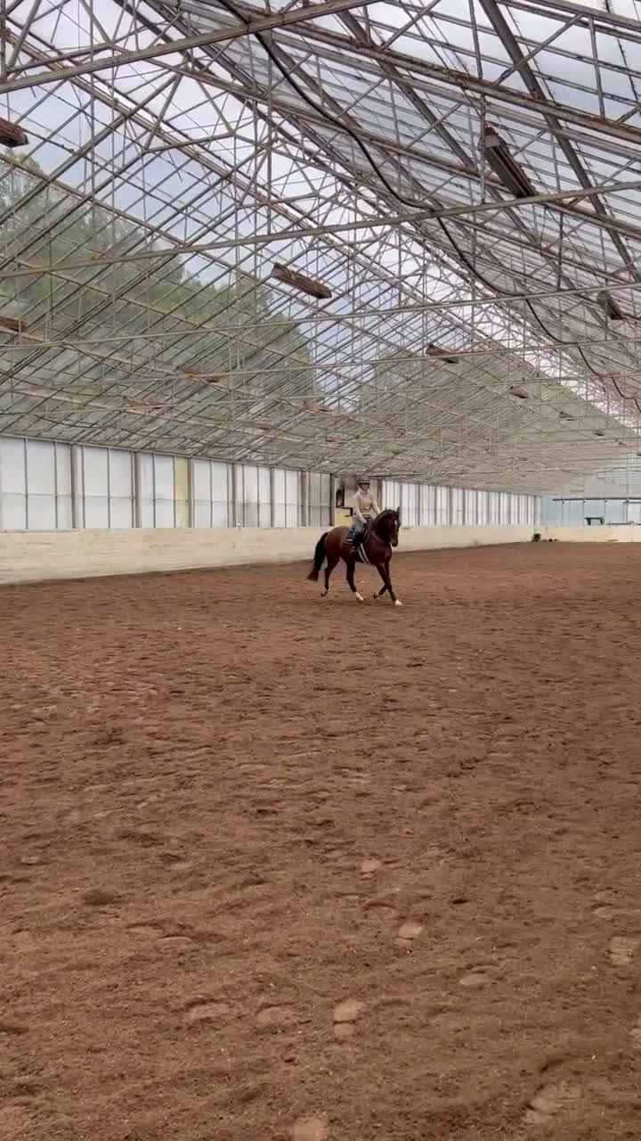 Hoppning hästar till salu: Mkt fint sto till salu i Tungelsta - Video 1