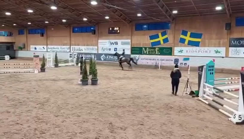 Allround hästar till salu: Trevlig Allroundhäst - Video 2