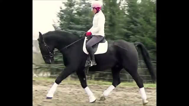 Allround hästar till salu: Fantastic Silesian horse for Christmas time i Örsundsbro - Video 1