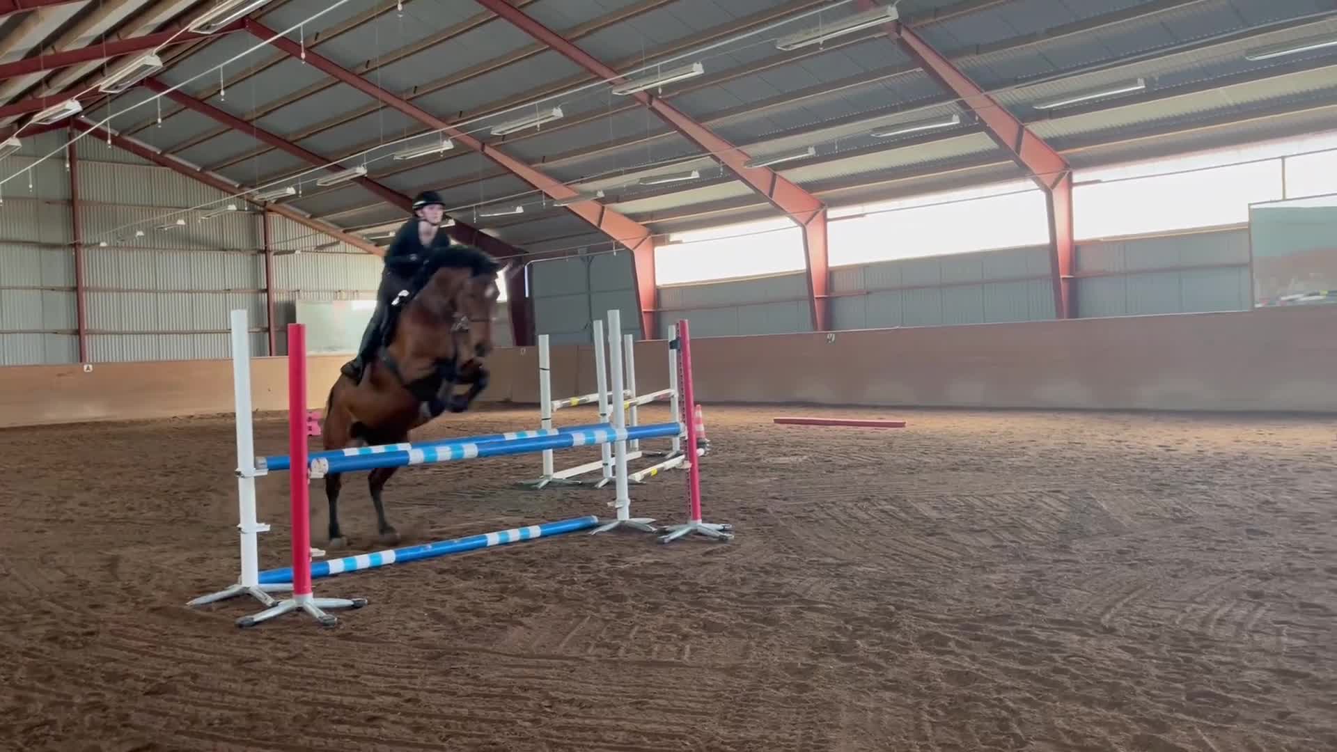 Allround hästar till salu: Snyggt sto - Video 3
