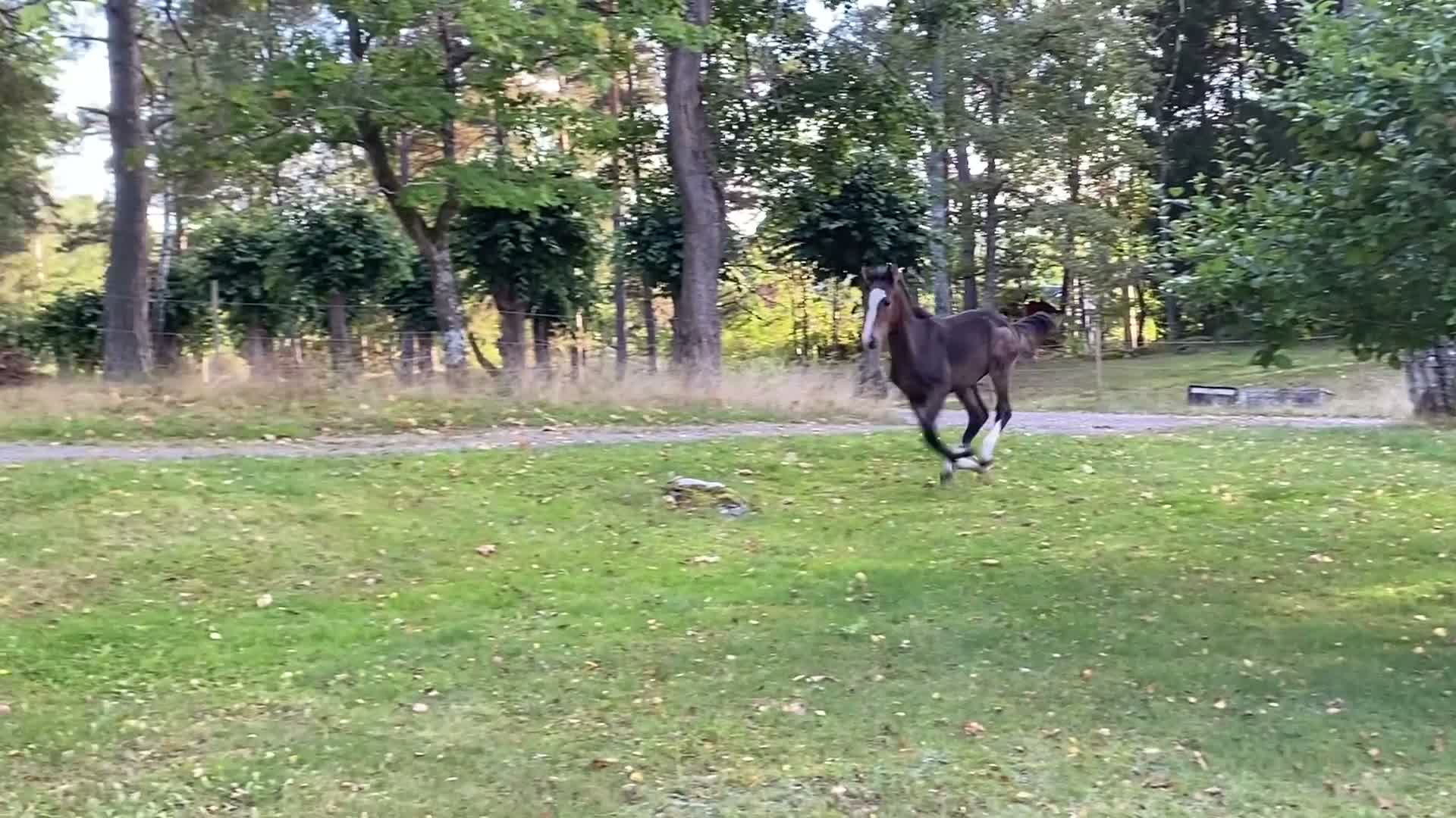 Hoppning hästar till salu: Ermitage Kalone - For Feeling - Irco Mena - Video 2