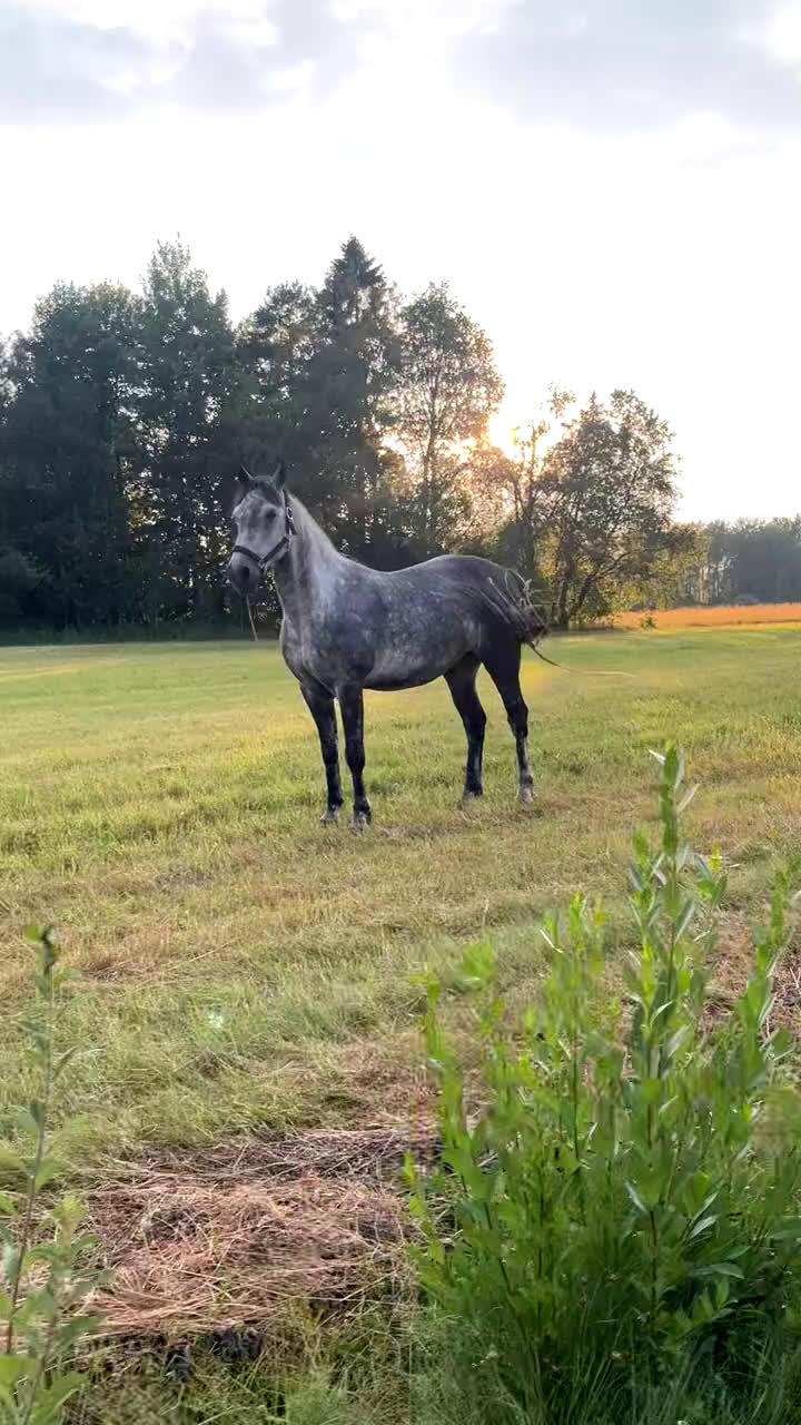 Allround hästar till salu: Skogsmulle eller sällskap i Filipstad - Video 1