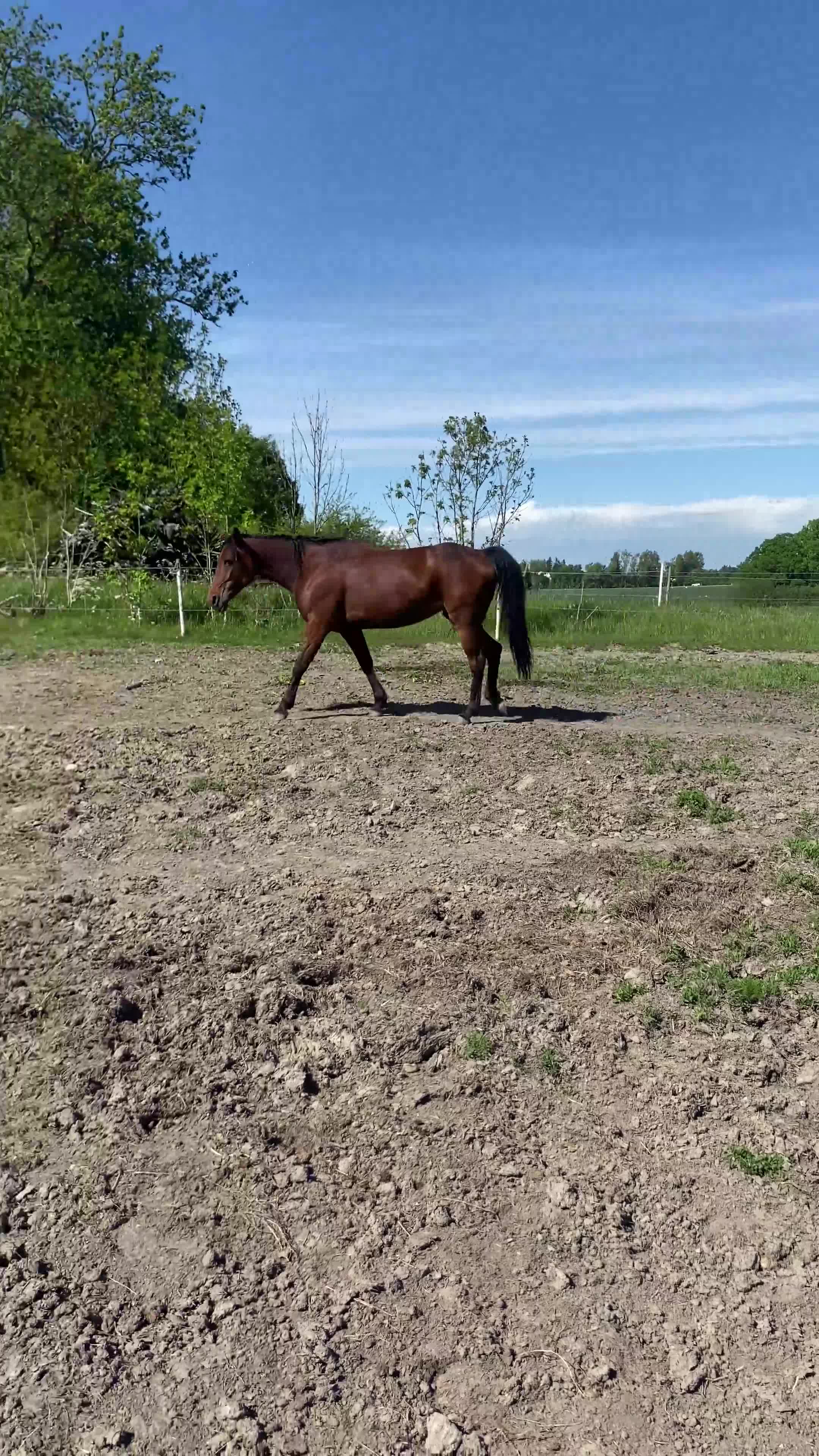 Trav hästar till salu: Mkt fin o trevlig häst - Video 1