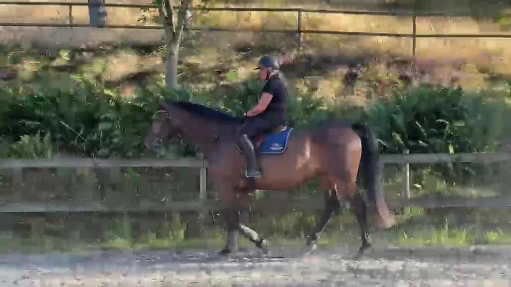 Hoppning hästar till salu: Trevlig unghäst som behöver tid och rätt hem - Video 1