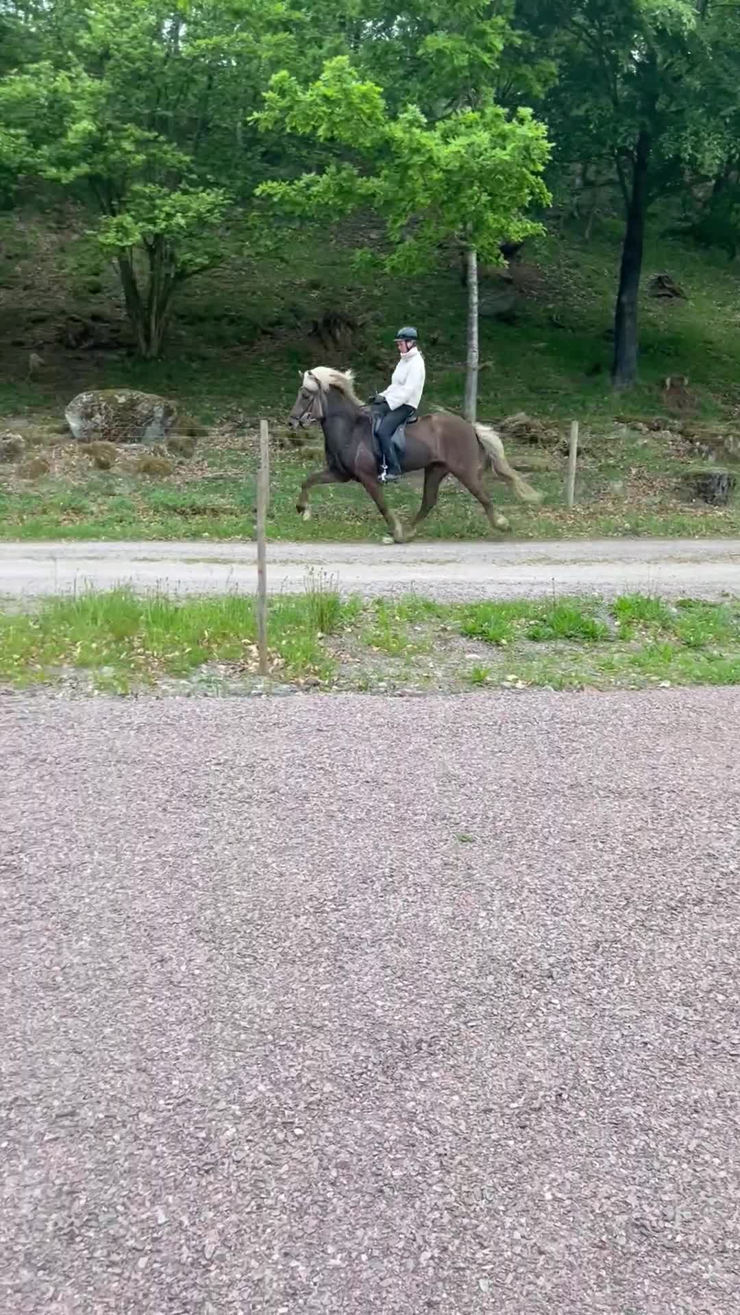 Island hästar till salu: Femgångshäst  i Båstad - Video 4