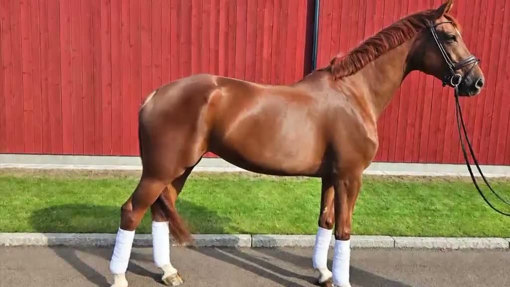 Dressyr hästar till salu: Elegant dressyrsto - Video 1