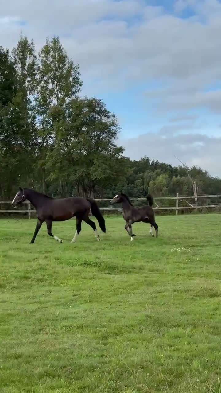 Hoppning hästar till salu: 🌟🌟SWB-hingstföl (e: Caribbean Blue) 🌟 🌟 i Grimeton - Video 4
