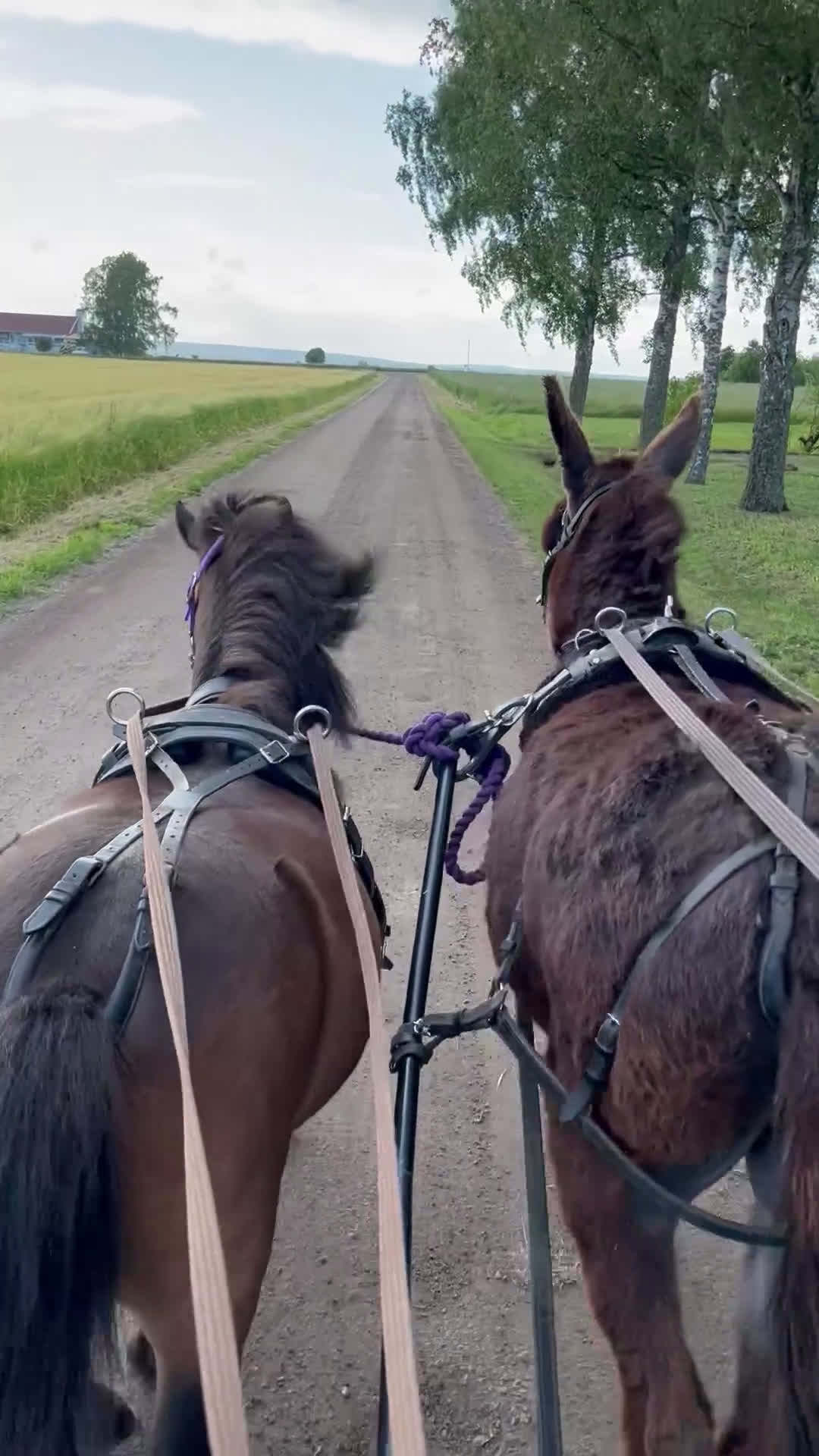 Allround hästar till salu: Sto för körning  i Ringarum - Video 2