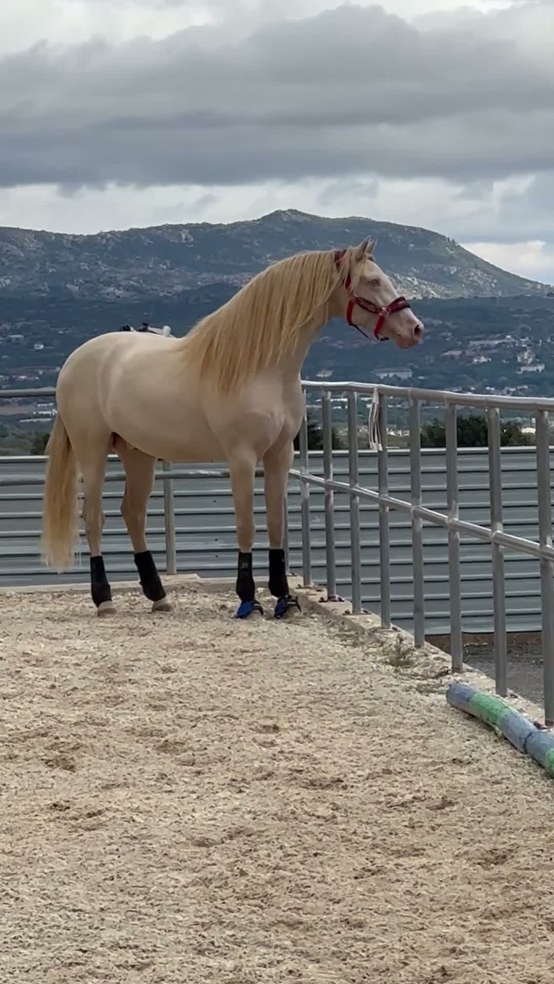 Allround hästar till salu: Lyxig väl stammad godkänd PRE hingst  - Video 2