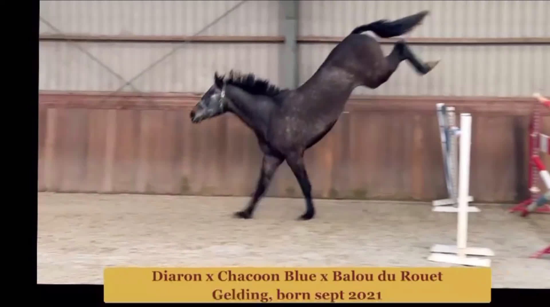 Hoppning hästar till salu: Blickfångare! - Video 2