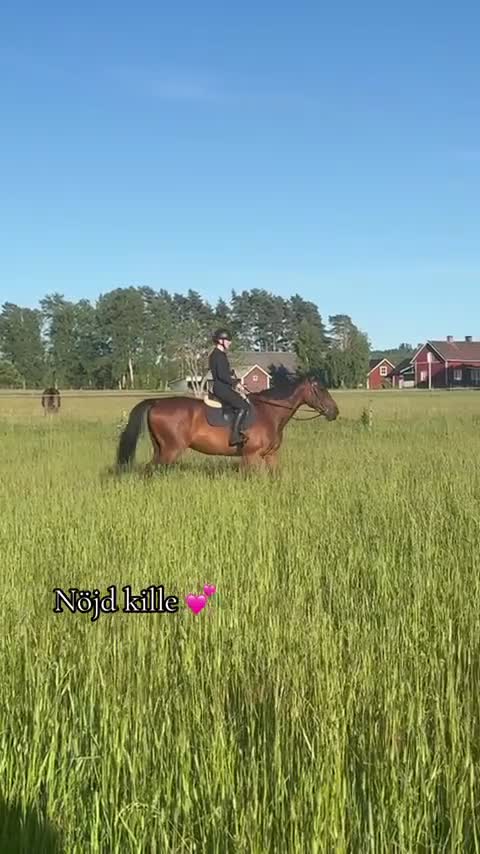  medryttarhäst finnes: Medryttare/rida lektion  - Video 2