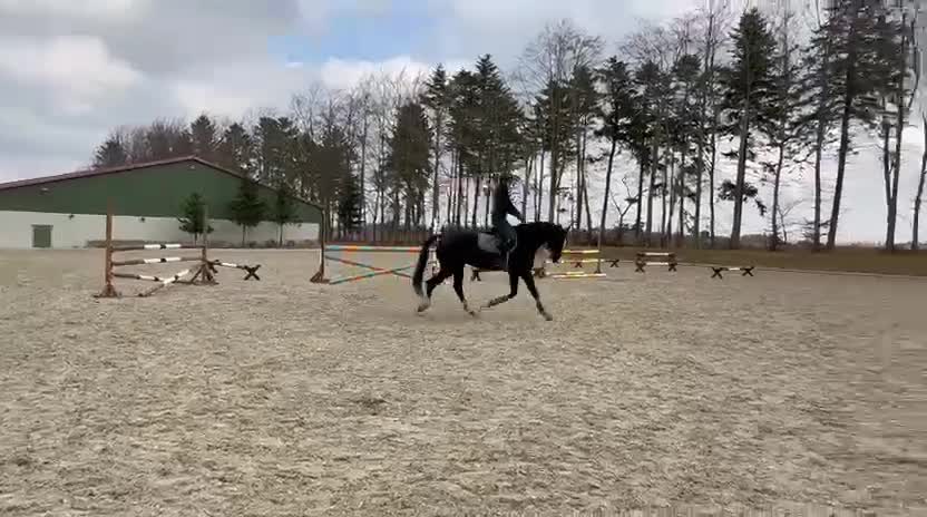 Dressyr hästar till salu: Dressyr KWPN-valack med kvalitet och potential i Hillerød - Video 3