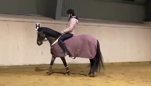 Allround hästar till salu: Fantastisk läromästare & bästa vän.  i Ljusdal - Video 1