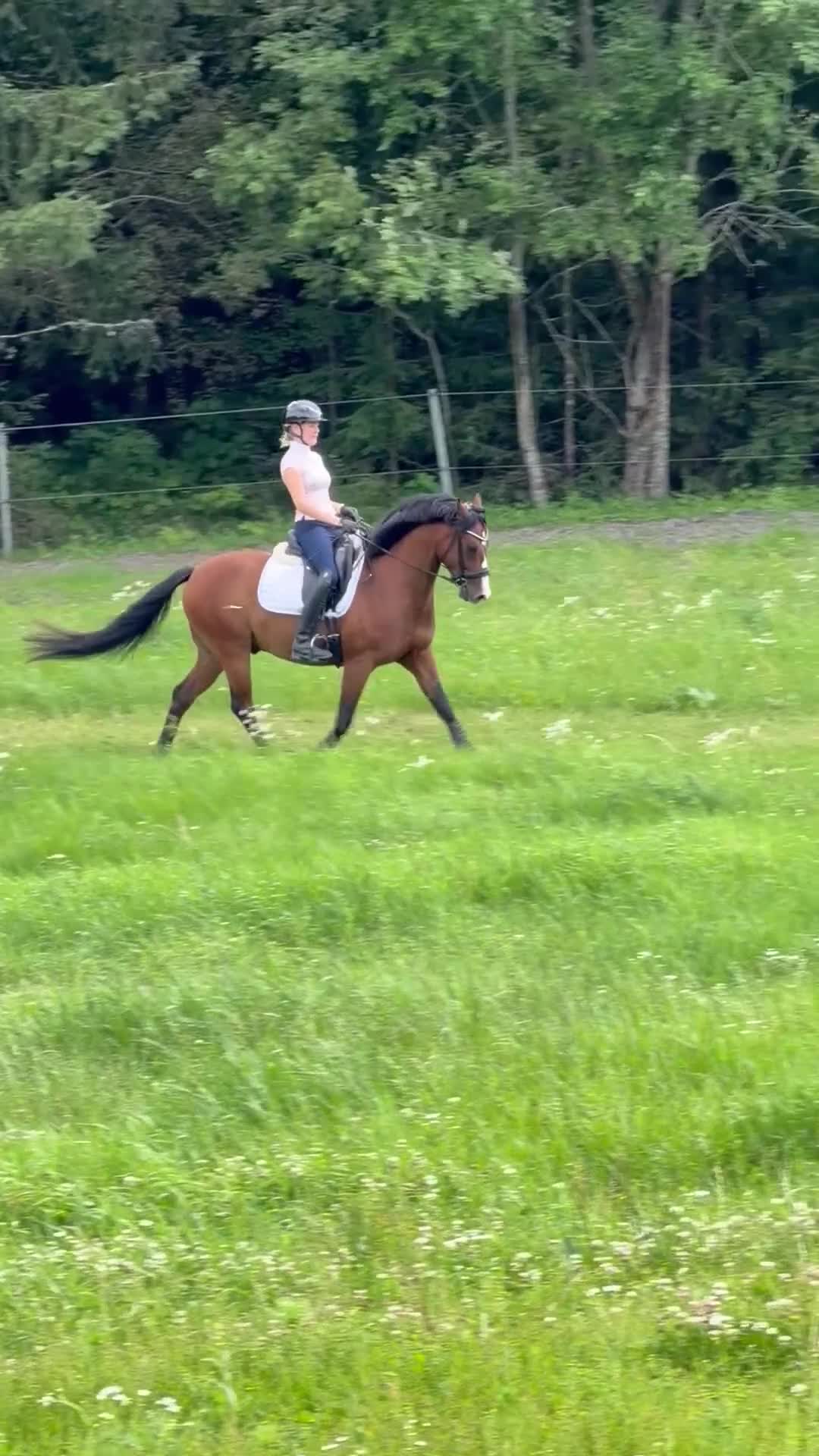 Allround hästar till salu: FEI ponny till salu 🌟 - Video 2