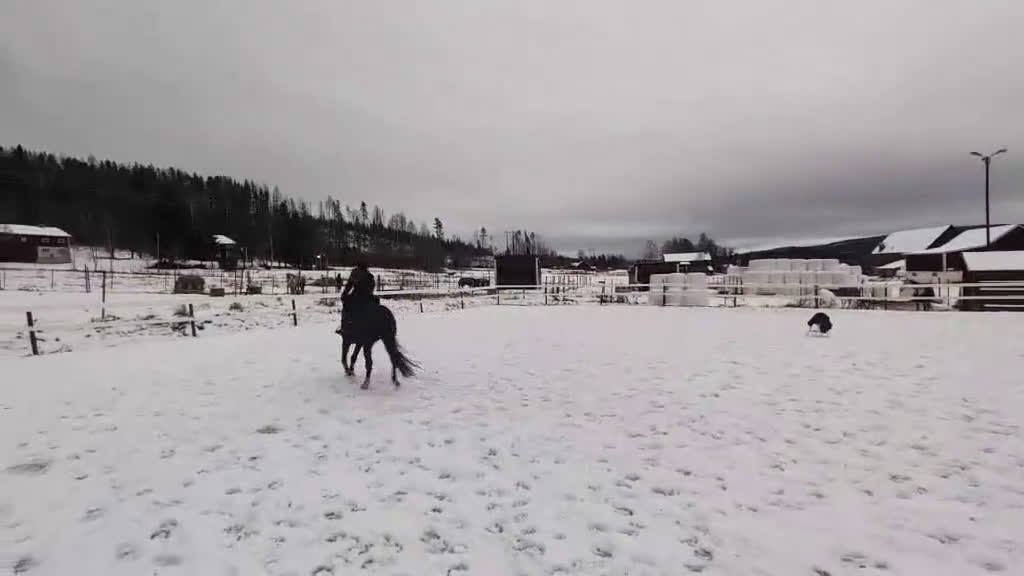 Allround hästar till salu: Trevlig allroundhäst/ridgymnasium? i Bjästa - Video 2