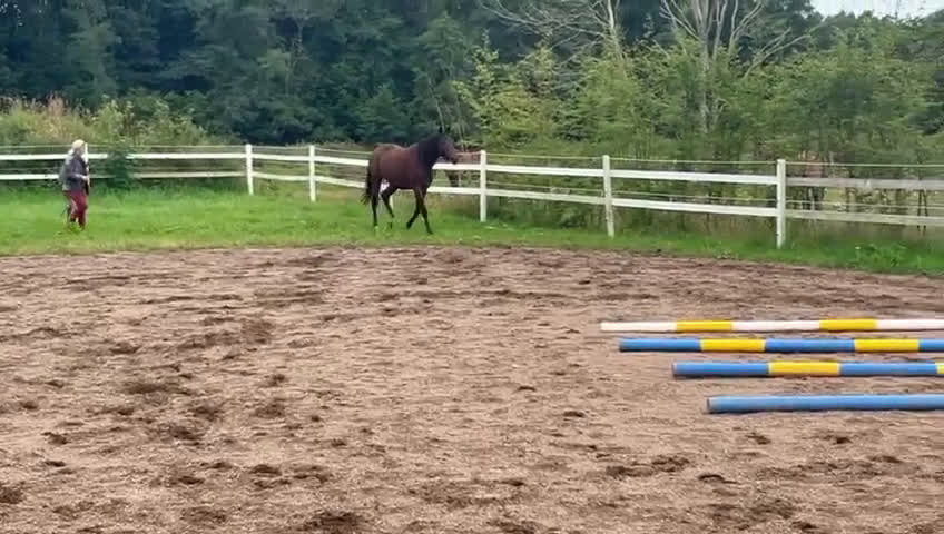 Dressyr hästar till salu: e Hesselhöjs Donkey Boy ue Carlton Hill i Billesholm - Video 2