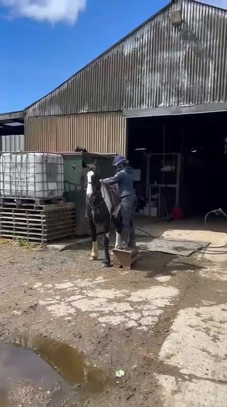 Allround hästar till salu: Snygg, trygg och reslig valack! 💙 - Video 2