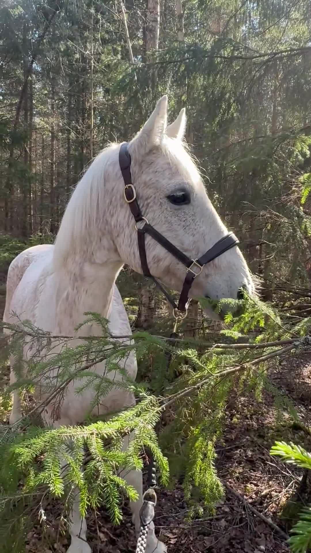 Sällskap hästar till salu: Vår ögonsten letar efter ett nytt 🏠 - Video 3