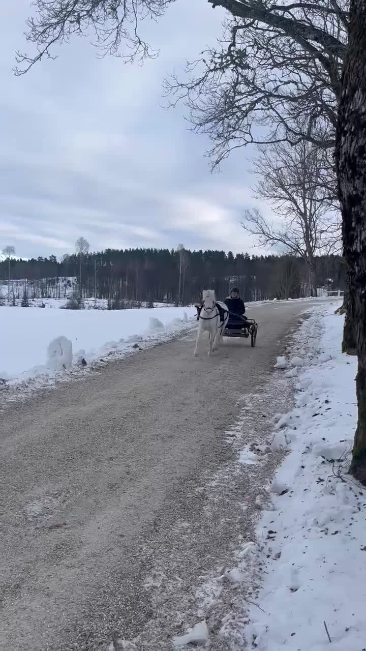 Körning hästar till salu: Socker Söt Ponny🌸 i Åmål - Video 2