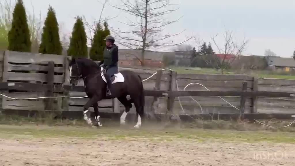 Allround hästar till salu: 5yo Silesian mare, 165 cm – gentle, jumps - Video 1
