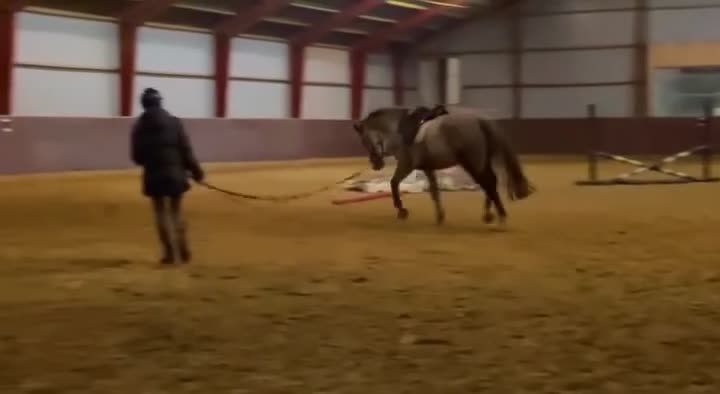 Hoppning hästar till salu: Oslipad diamant - Video 3