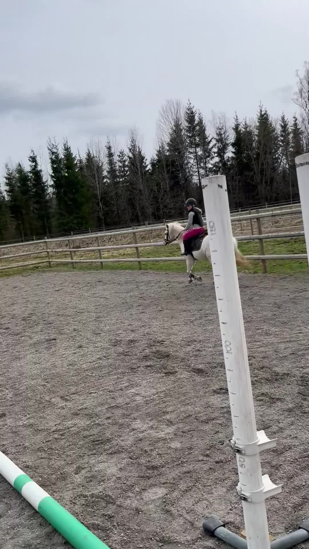Allround hästar till salu: Toppen snäll barnponny - Video 2