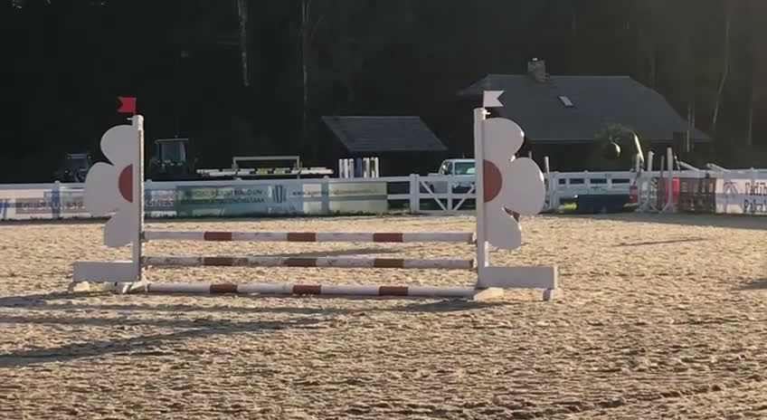 Hoppning hästar till salu: Dream pony for sale i Lund - Video 5