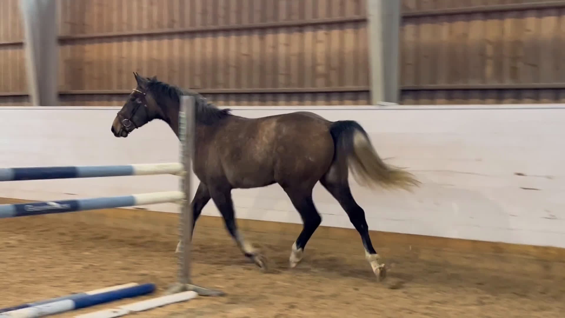 Hoppning hästar till salu: Snäll och talangfull hopphäst i Hjo - Video 1