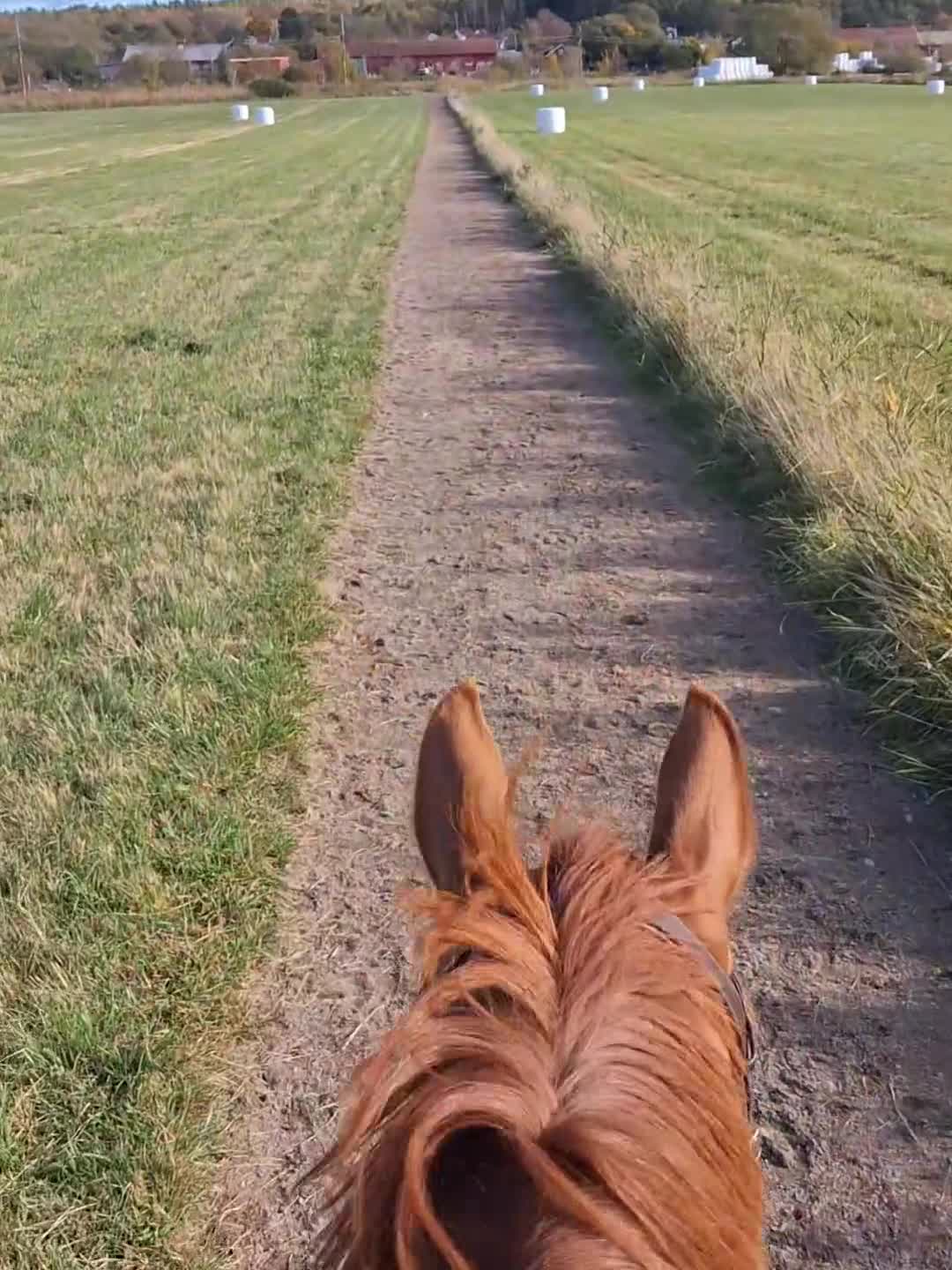 Allround hästar till salu: För den lugna och trygga personen - Video 2