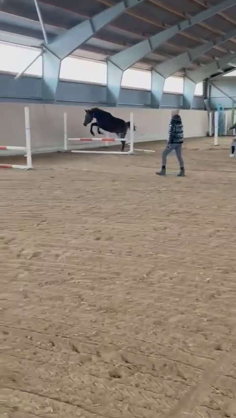 Allround hästar till salu: Välstammat 2 åring sto i Vimmerby - Video 1