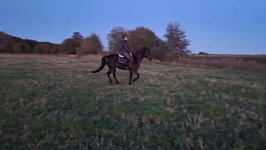 Allround hästar till salu: Drömponny - Video 4