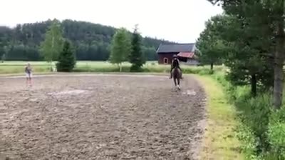 Allround hästar till salu:   ❤️ Ett sista kärleksfullt hem till fina Kenzo ❤️ - Video 2