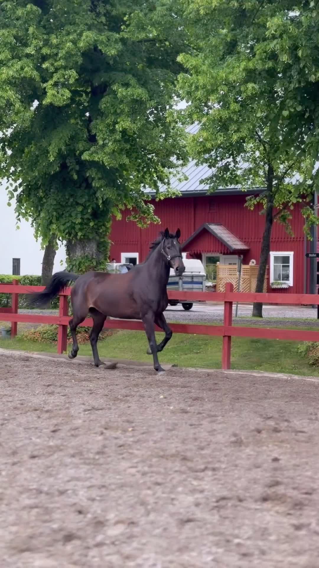 Allround hästar till salu: Hoppinriktad häst till gott & långvarigt hem  - Video 2