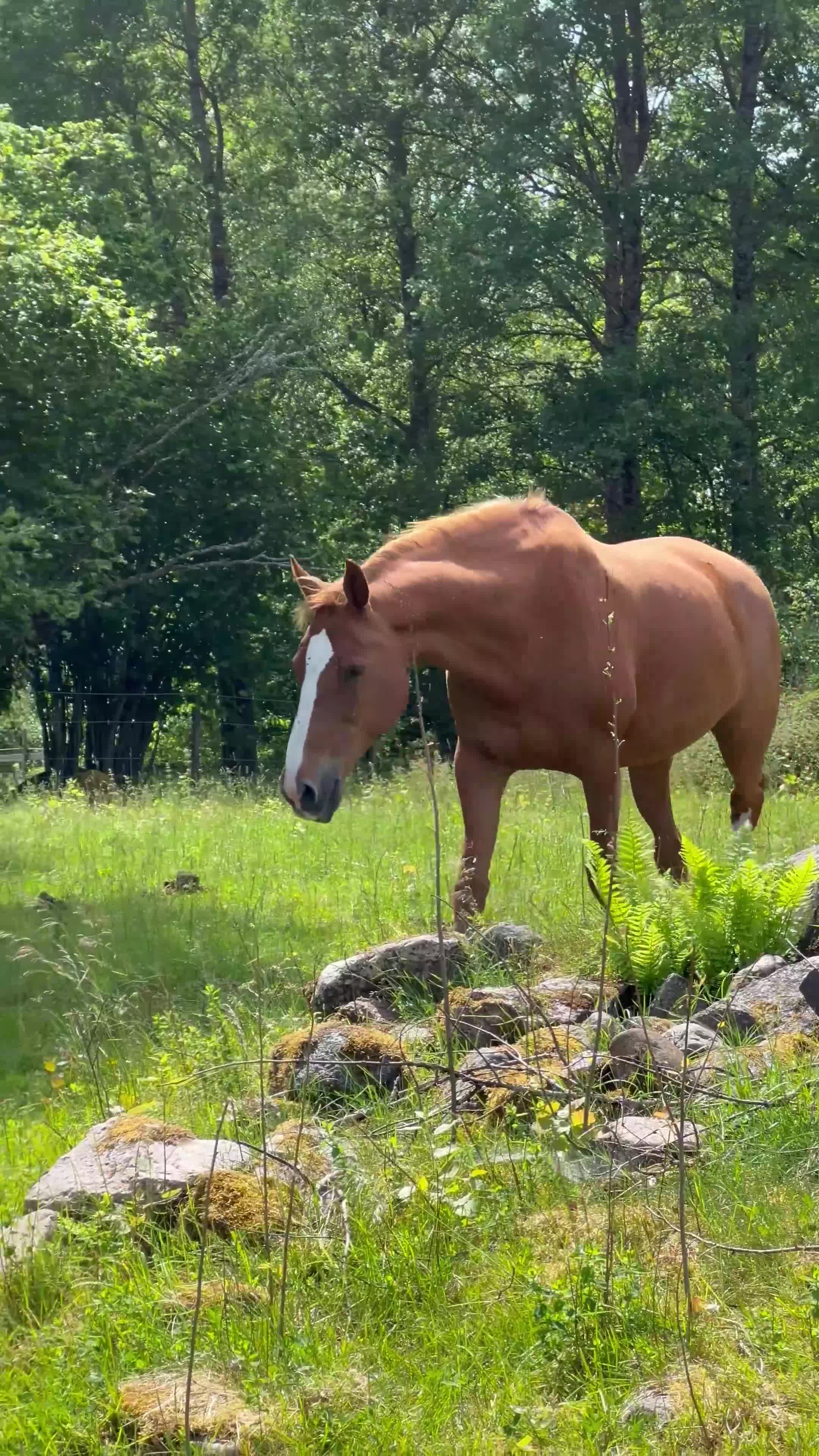 Övrigt hästar till salu: Världens snällaste häst söker ett för alltid-hem  - Video 1