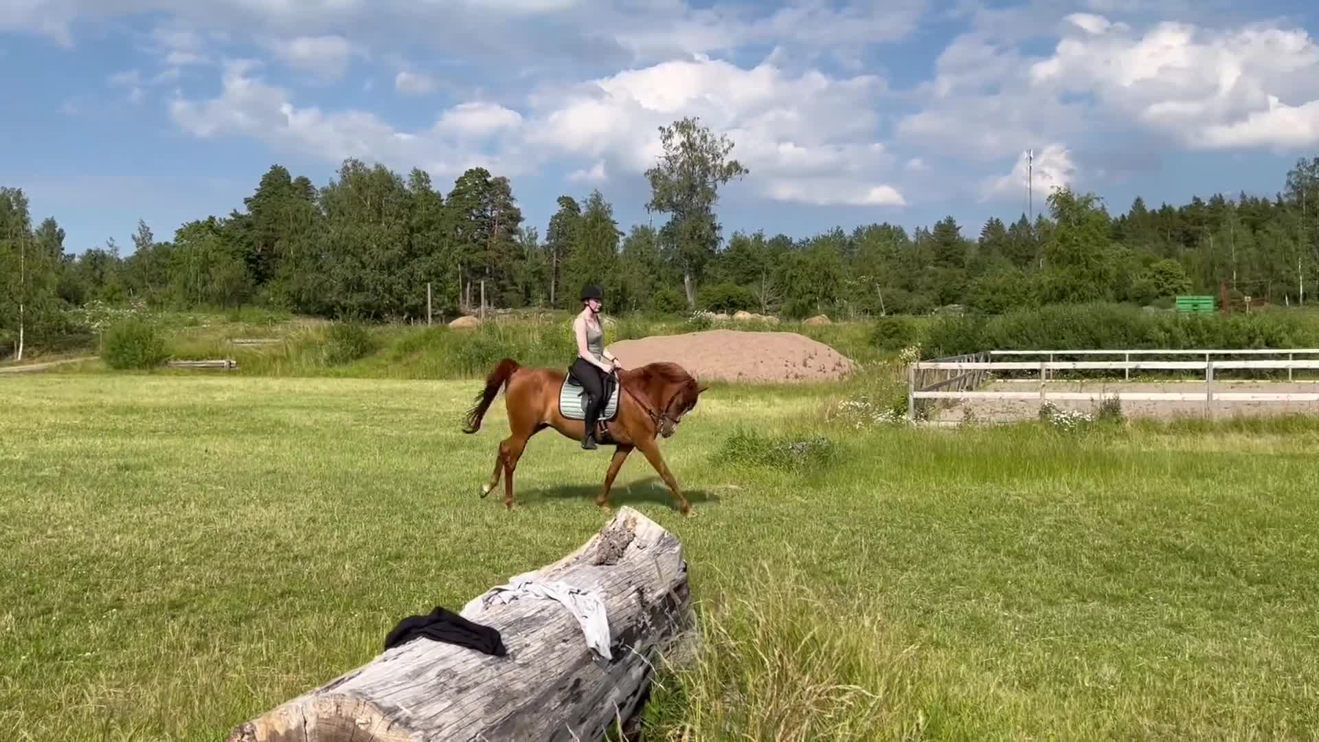 Allround hästar till salu: Konny söker sin rätta människa! - Video 1