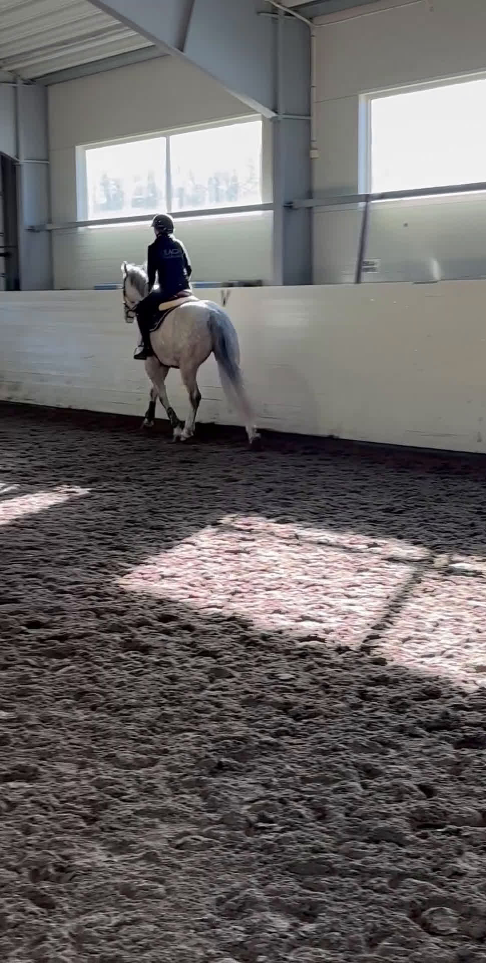 Hoppning hästar till salu: Lovande valack e. CiCi Senjor Ask.  - Video 1