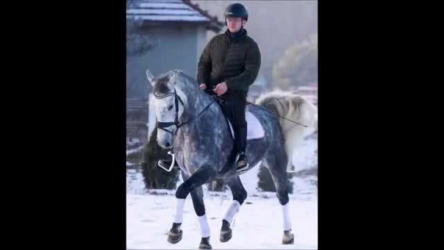 Allround hästar till salu: Bombproof Grey Beauty-confidence giving allrounder - Video 1