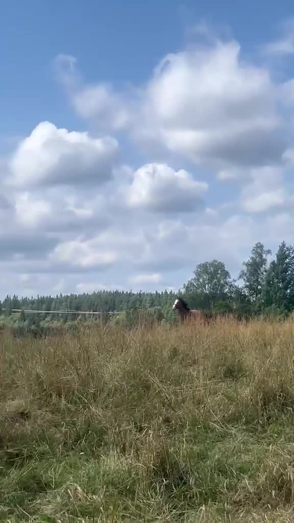 Hoppning hästar till salu: SAMARBETE/FÖRSÄLJNING HOPPSTO FÖDD 2024 - Video 2