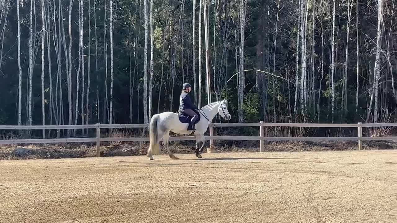 Hoppning hästar till salu: Supersnygg Connemaraponny - Video 3