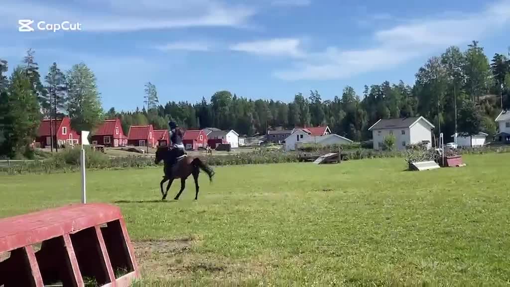 Allround hästar till salu: Trevlig allroundponny - Video 1