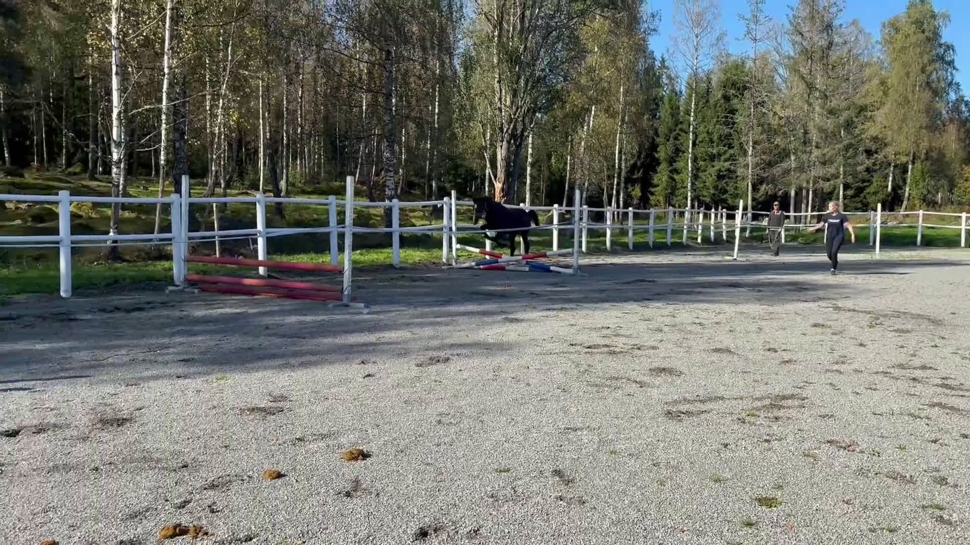 Hoppning hästar till salu: Framtidsstjärna! Hoppstammad blivande tvååring! i Björkvik - Video 1