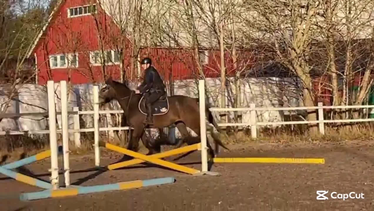 Hoppning hästar till salu: Cryst A llized Vanel  i Fjärås - Video 3