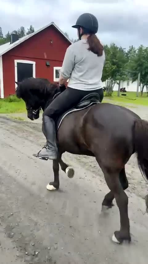 Island hästar till salu: Klok och cool femgångare - Video 1