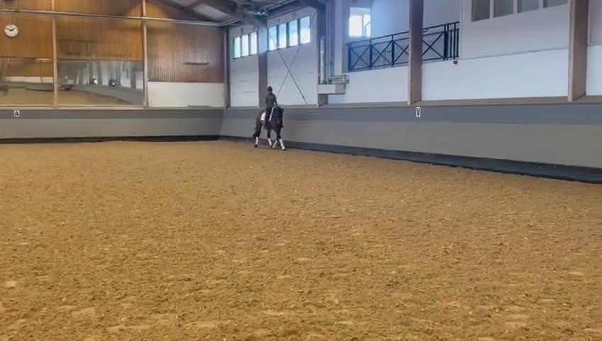 Allround hästar till salu: Lyxig Allround häst - Video 2